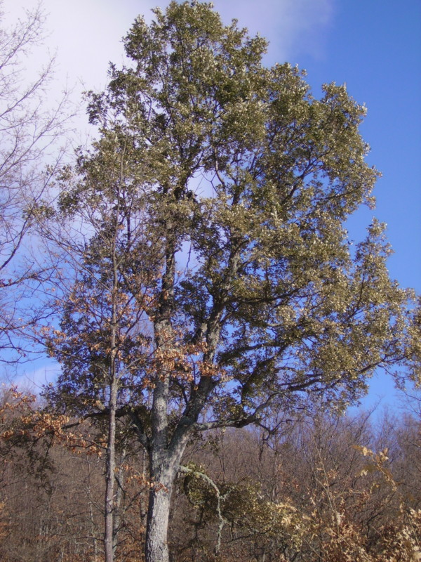 Quercus x crenata = Q. x hispanica = Q. lucombeana